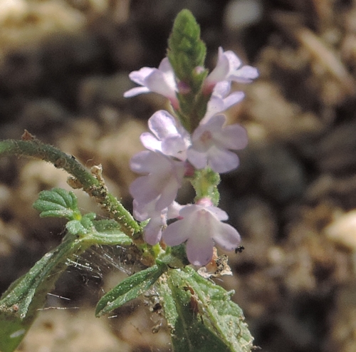 Verbena officinalis